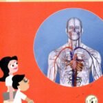 ಮಾನವ ದೇಹ / Maanava Deha