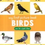 My First Picture Book Birds